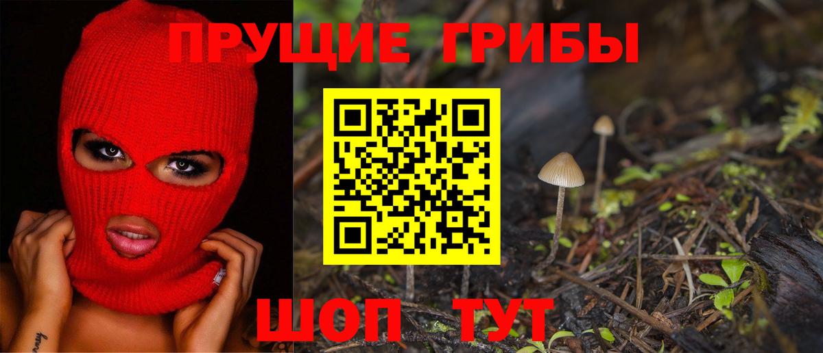 Псилоцибиновые грибы Psilocybe Торжок